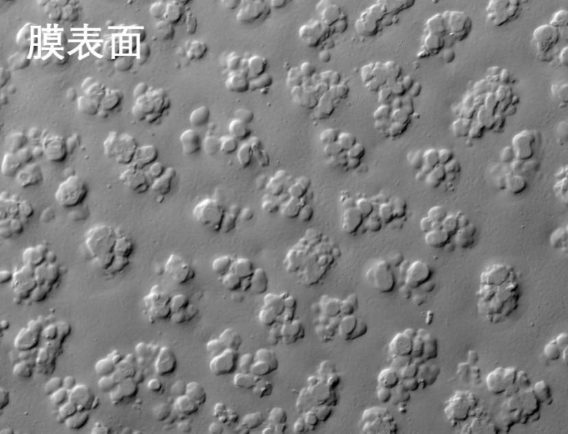 香蕉视频免费燒結管式膜電鏡照片